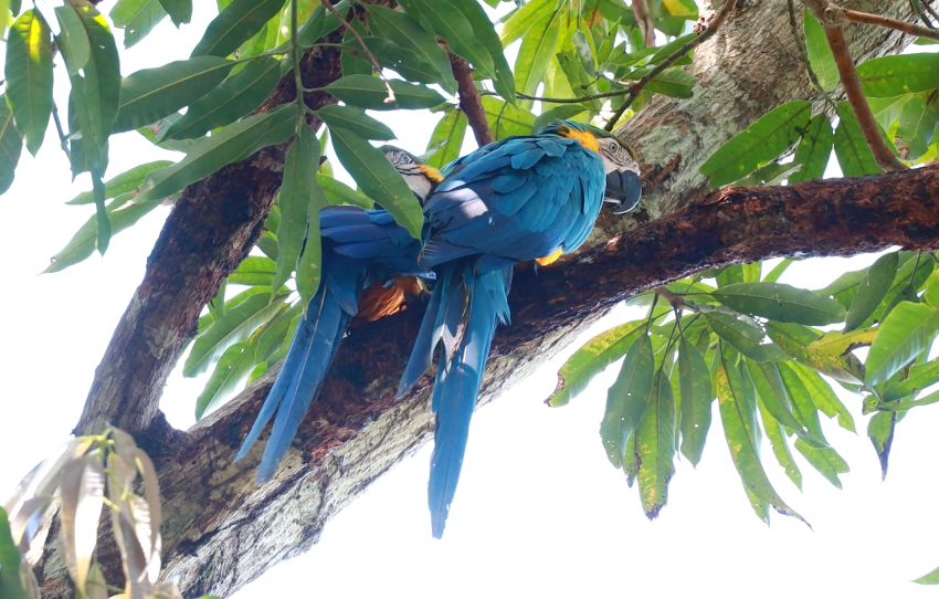 Projeto Rio Mamiá: Preservação da Amazônia e Desenvolvimento Social 