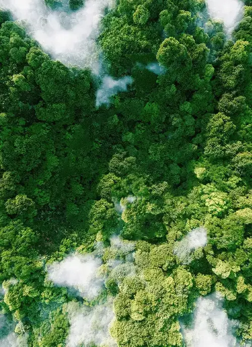 Relatório ESG em créditos de carbono