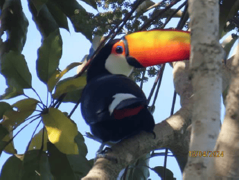 Tucanuçu